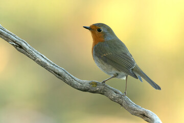 European robin in a Mediterranean forest of pine and oak trees at the first light of a winter day