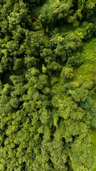 Naklejka premium Perpendicular aerial view of a dense forest on a sunny day. Lots of trees ideal for texture, pattern and background.