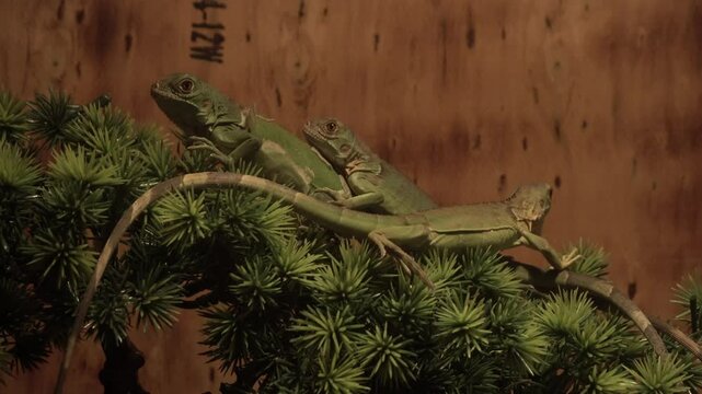 Iguana  is a genus of herbivorous lizards that are native to tropical areas of Mexico, Central America, South America, and the Caribbean.several baby red iguanas are playing