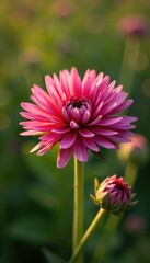 Obraz premium Closeup of Knautia arvensis flowers with intricate details, arvensis, field, nature