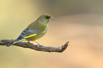 Male European greenfinch in the last light of day in a pine and oak forest in winter