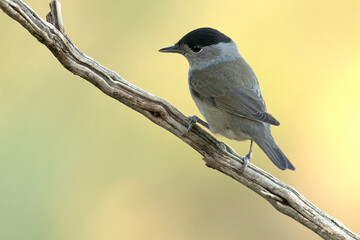 Common whitethroat at first light on an early winter morning in a pine and oak forest