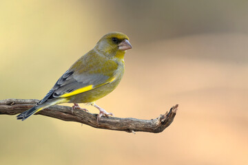 Fototapeta premium Male European greenfinch in the last light of day in a pine and oak forest in winter