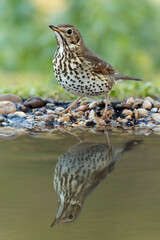 Song thrush at a water point in a Mediterranean pine and oak forest at the first light of a winter day