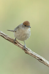 Female Common whitethroat in the last light of day in a pine and oak forest in winter