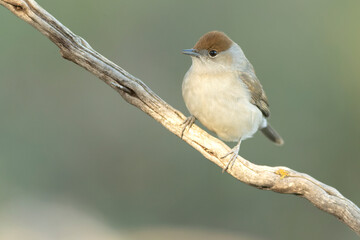 Female Common whitethroat in the last light of day in a pine and oak forest in winter