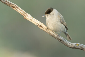 Common whitethroat at first light on an early winter morning in a pine and oak forest