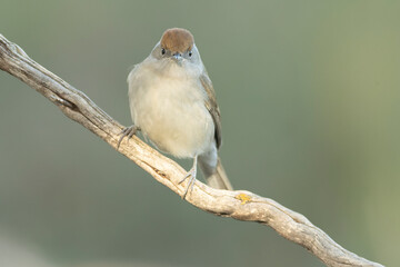 Female Common whitethroat in the last light of day in a pine and oak forest in winter