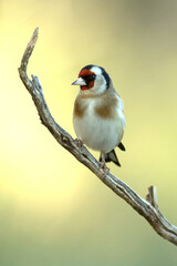 European goldfinch in a Mediterranean forest of pine and oak trees at the first light of a winter day