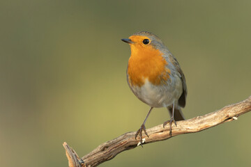 European robin in a Mediterranean forest of pine and oak trees at the first light of a winter day
