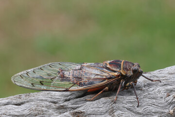 Close up of Australian Razor Grinder Cicada