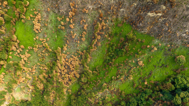 Aerial perpendicular view of a land with grass, bushes and dirt. Ideal for texture, pattern and background.