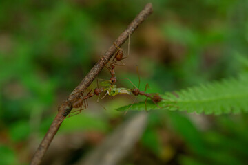 Red ants are fighting for food on a wooden branch