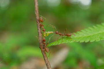 Red ants are fighting for food on a wooden branch