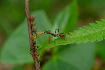 Red ants are fighting for food on a wooden branch
