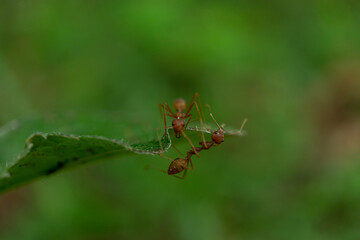 Red ants are fighting for food on a wooden branch