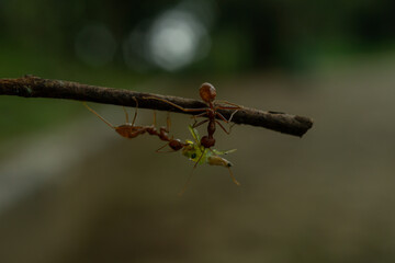 Red ants are fighting for food on a wooden branch