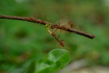 Red ants are fighting for food on a wooden branch