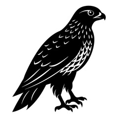 Hawk Silhouette vector illustration