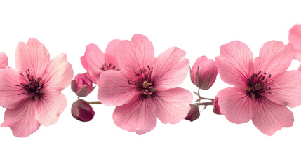 Obraz premium pink flowers stem isolated on white background