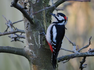 Dzięcioł duży (Dendrocopos major) na pniu jabłoni (Malus) w ogrodzie