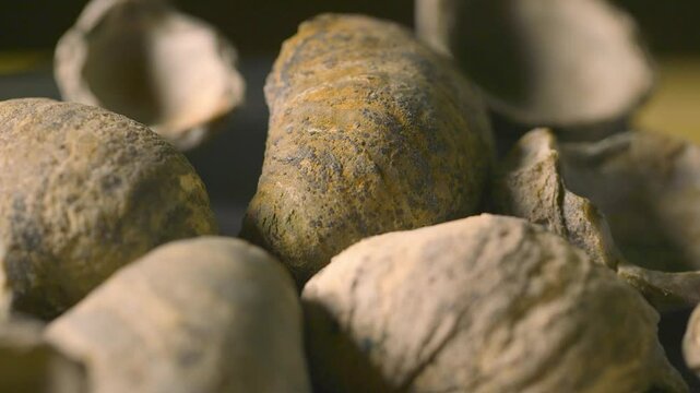 Ancient shellfish fossils, showcasing its detailed, segmented exoskeleton embedded in rock. Close-up of ancient mollusk fossils discovered by archaeologists. Close up view of ancient ammonite fossils