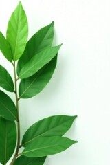 Green leaves against a clean white background, green leaves, simple, pure