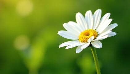 Fototapeta premium White daisy petals unfolding from a green stem in sunlight, blossom, white flowers