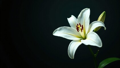 Obraz premium Single pure white lily blooms in the darkness, dark, elegant