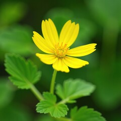 Obraz premium Yellow petals of Borago officinalis flower open slowly, yellow, spring
