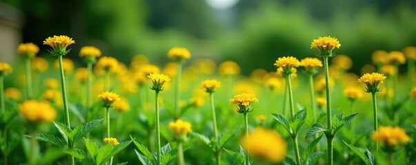 Obraz premium Cumin plants in the Indian garden with different stages of growth, herb plants, botanical photography