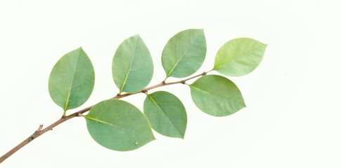 Fototapeta premium Single eucalyptus branch against white background, green, single branch