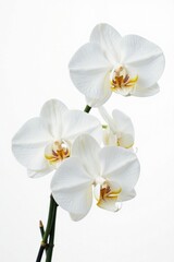 White orchids in full bloom against a pure white background, blossom, flower power, white orchid
