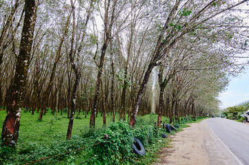 A scenic view of a rubber tree plantation with a road on the right side and a clear sky above.