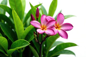 Exotic purple plumeria flower in a dense foliage of green leaves and stems isolated on white background, bush, floral, greenery