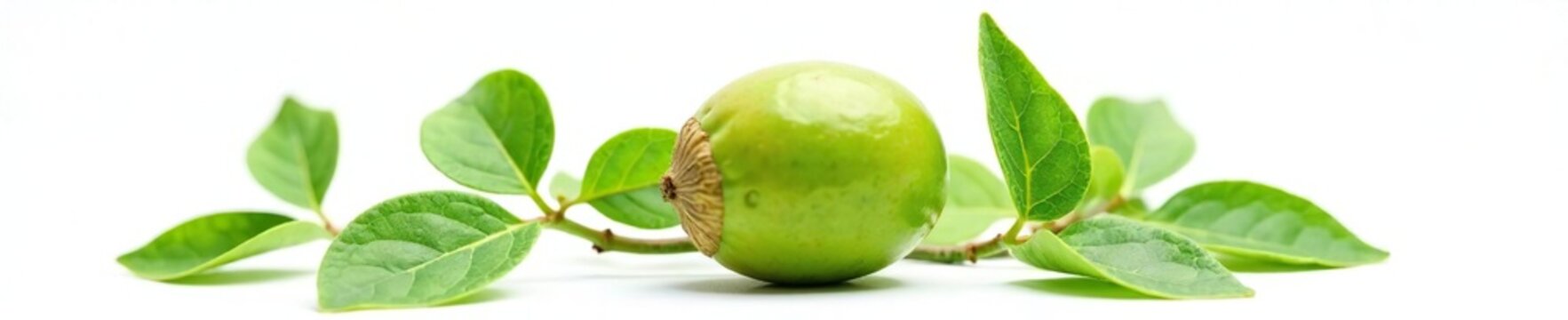 Single beechnut with leaves on white background in isolation, , green