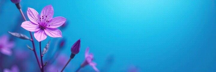 Fototapeta premium Purple Erkle against a bright blue background, plant, purple, nature