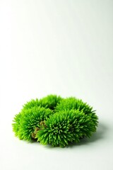 Isolated green moss and grass on a white surface, isolated, grass