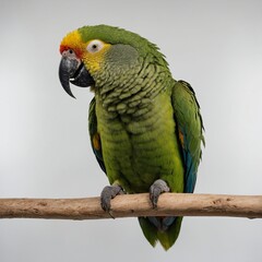 Obraz premium A green Amazon parrot sitting on a perch against a white background.