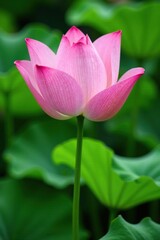 Fototapeta premium Soft pink lotus stem with lush greenery surrounding, stem, peaceful, green