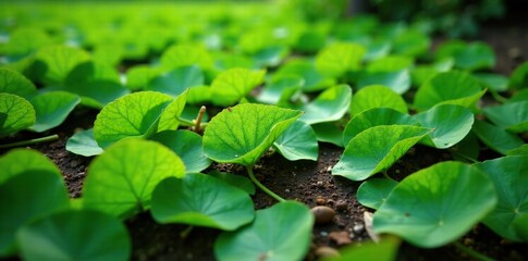 Green Chaulmoogra leaves scattered on the ground, green chaulmoogra, nature