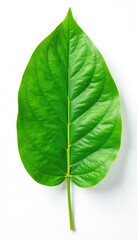 Obraz premium Fresh green leaf isolated on white background, plant, nature, nature photography