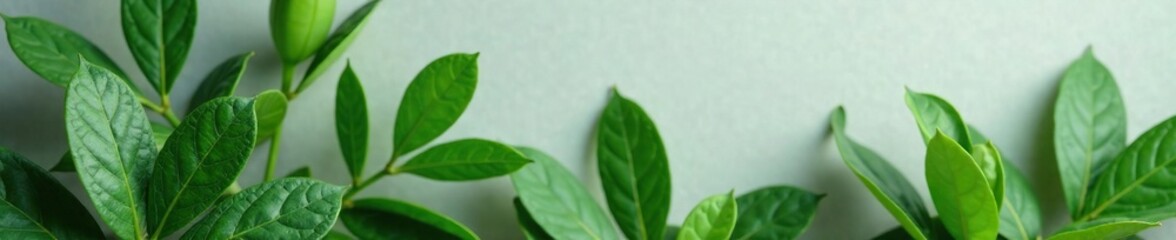 Obraz premium Overlapping lush green peony leaves against a soft, gray background, vegetation, flower, green