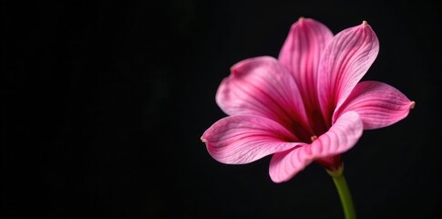 Fototapeta premium Delicate pink alstroemeria petals against a dark black background, flower, spring, pink