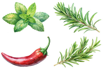 Fresh herbs illustration, vibrant green mint leaves, red chili pepper, rosemary sprigs, botanical art style.