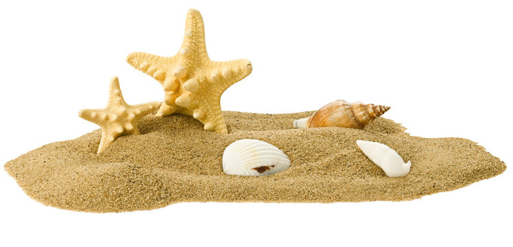 Starfish and seashells in a pile of sand isolated on a transparent background. Completely in focus. Focus stacking.