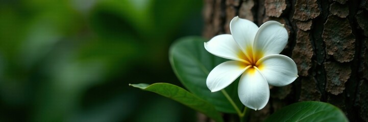 Fototapeta premium A single white plumeria flower with soft petals against the dark trunk of a tree, foliage, flower