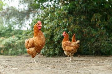 Chickens roam freely in a sunny backyard surrounded by greenery on a warm day