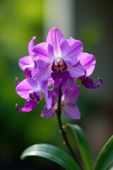 Fototapeta premium Purple Dendrobium Bantimurung blooming in a garden, garden flowers, nature