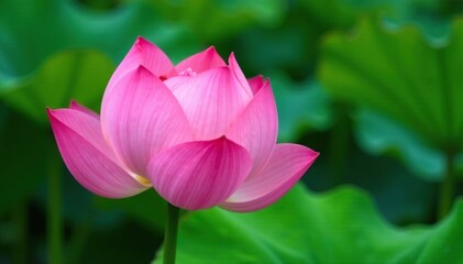 Fototapeta premium Unfolding lotus petals against a green background, delicate, petals, nature